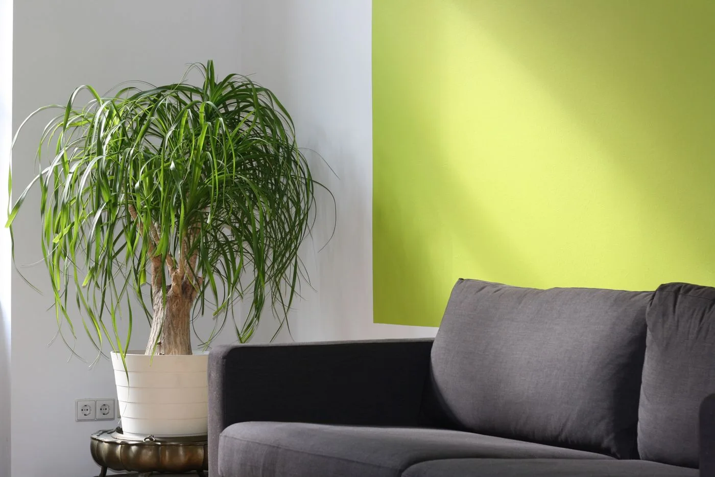 Grey sofa beside a bright green wall and a tall indoor plant